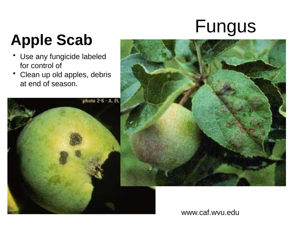 Plant Diseases Joan Young, Lyon Co. Master - slide 25 of 31