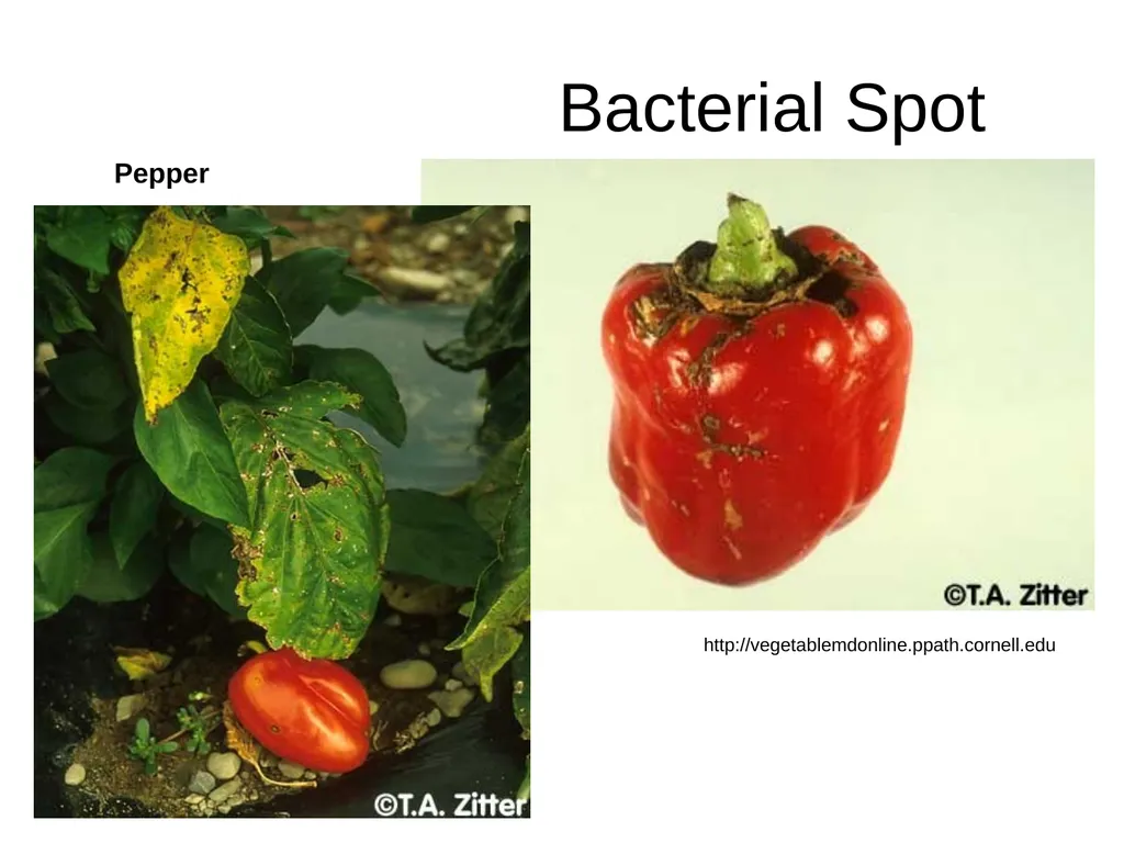 Plant Diseases Joan Young, Lyon Co. Master - slide 14 of 31