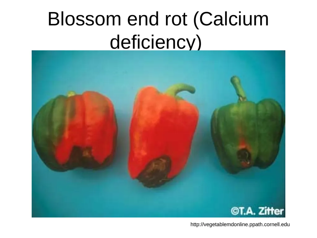 Plant Diseases Joan Young, Lyon Co. Master - slide 28 of 31