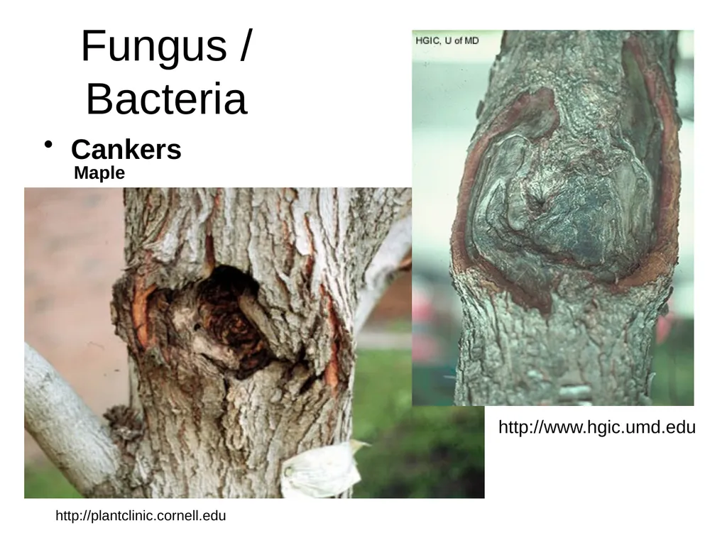 Plant Diseases Joan Young, Lyon Co. Master - slide 9 of 31