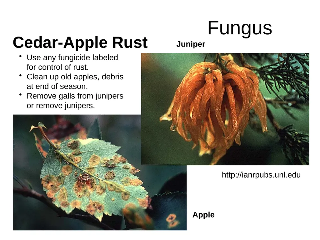 Plant Diseases Joan Young, Lyon Co. Master - slide 26 of 31