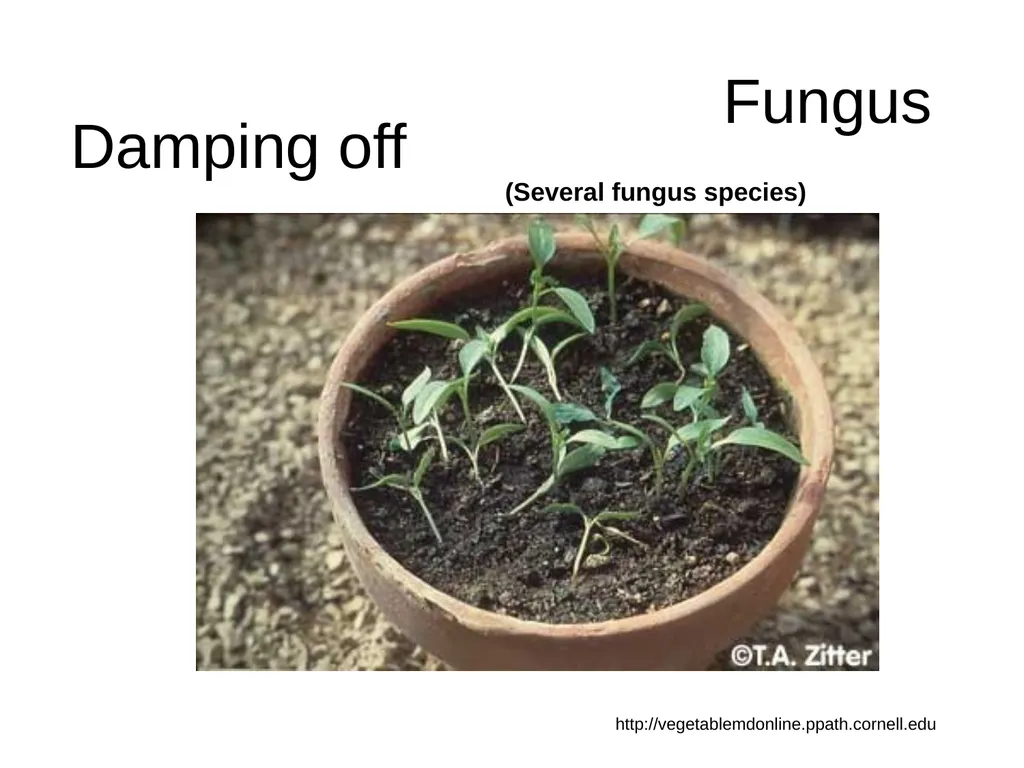 Plant Diseases Joan Young, Lyon Co. Master - slide 27 of 31