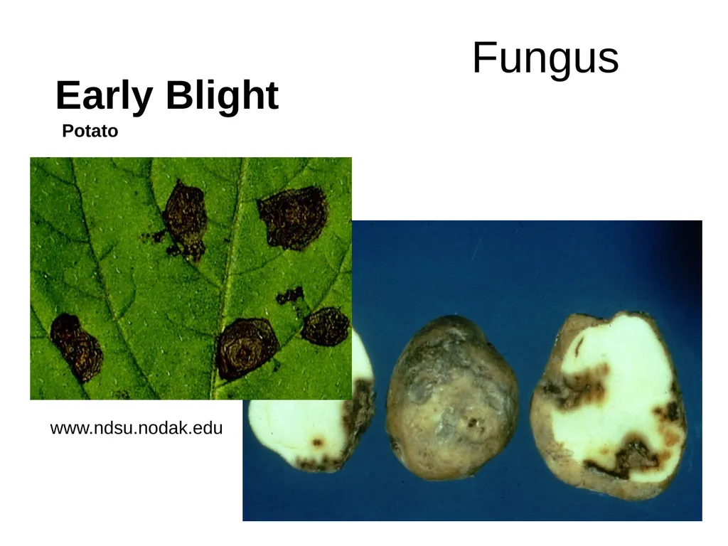 Plant Diseases Joan Young, Lyon Co. Master - slide 21 of 31