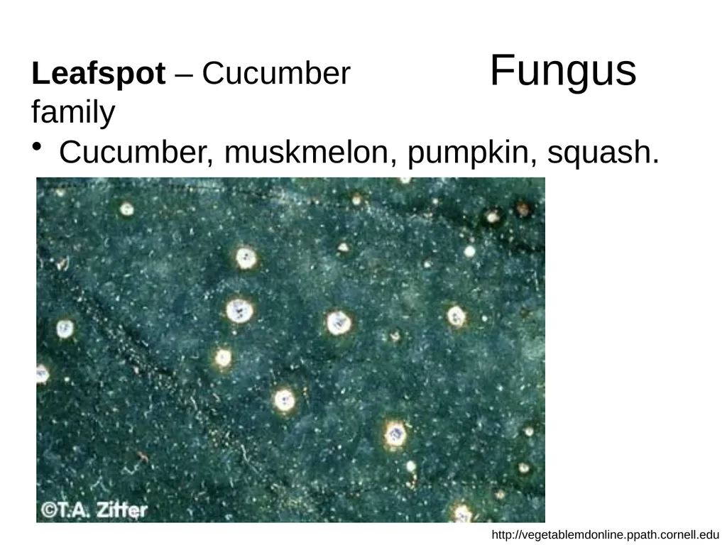 Plant Diseases Joan Young, Lyon Co. Master - slide 13 of 31