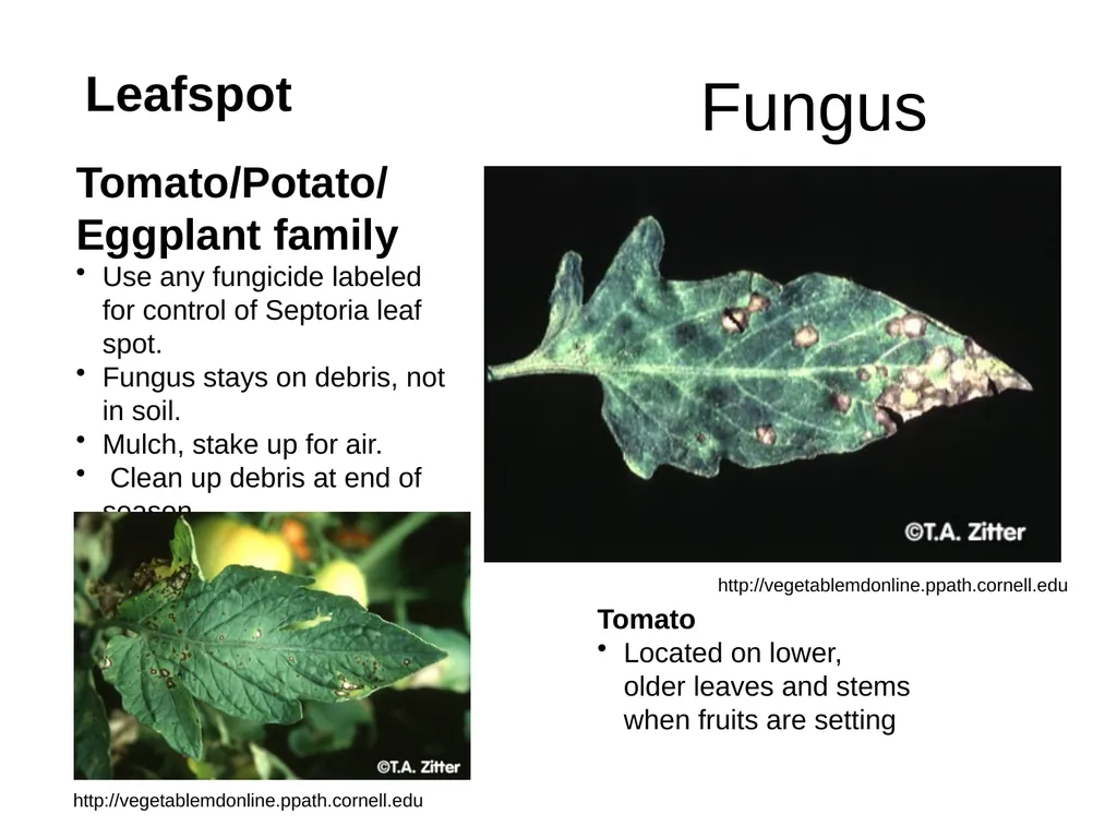 Plant Diseases Joan Young, Lyon Co. Master - slide 17 of 31