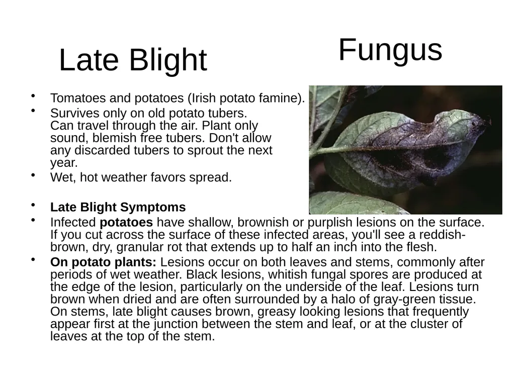 Plant Diseases Joan Young, Lyon Co. Master - slide 22 of 31
