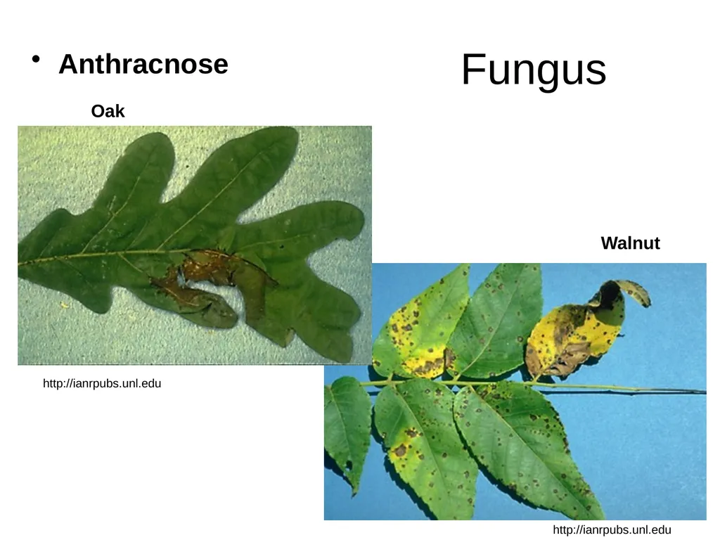 Plant Diseases Joan Young, Lyon Co. Master - slide 3 of 31