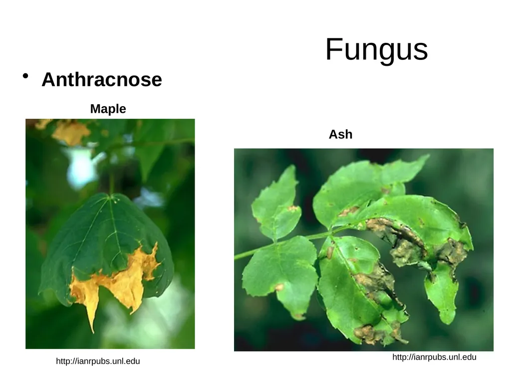 Plant Diseases Joan Young, Lyon Co. Master - slide 4 of 31