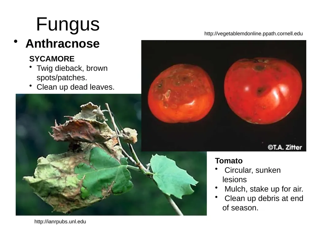 Plant Diseases Joan Young, Lyon Co. Master - slide 5 of 31