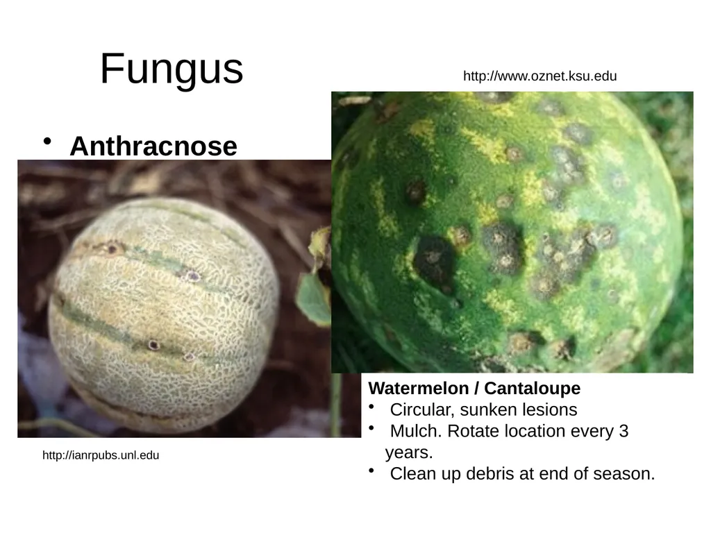 Plant Diseases Joan Young, Lyon Co. Master - slide 6 of 31