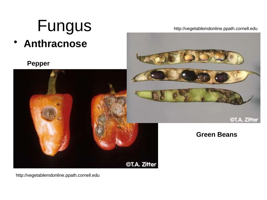Plant Diseases Joan Young, Lyon Co. Master - slide 7 of 31