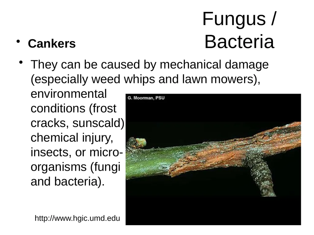 Plant Diseases Joan Young, Lyon Co. Master - slide 10 of 31