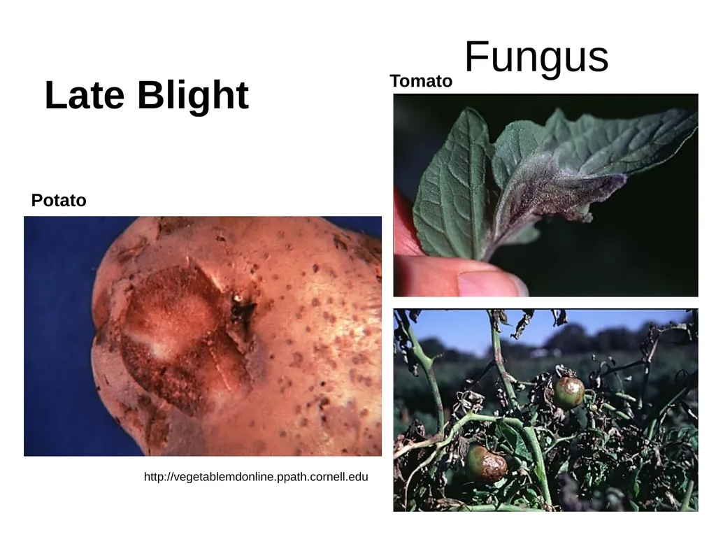 Plant Diseases Joan Young, Lyon Co. Master - slide 23 of 31