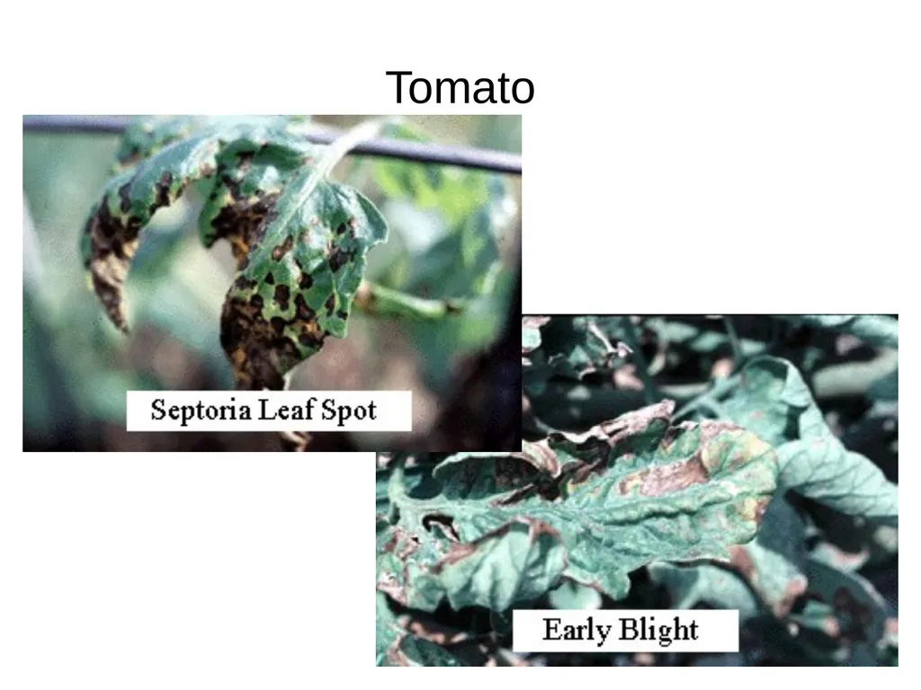 Plant Diseases Joan Young, Lyon Co. Master - slide 18 of 31