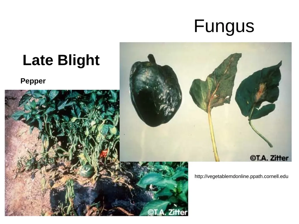 Plant Diseases Joan Young, Lyon Co. Master - slide 24 of 31