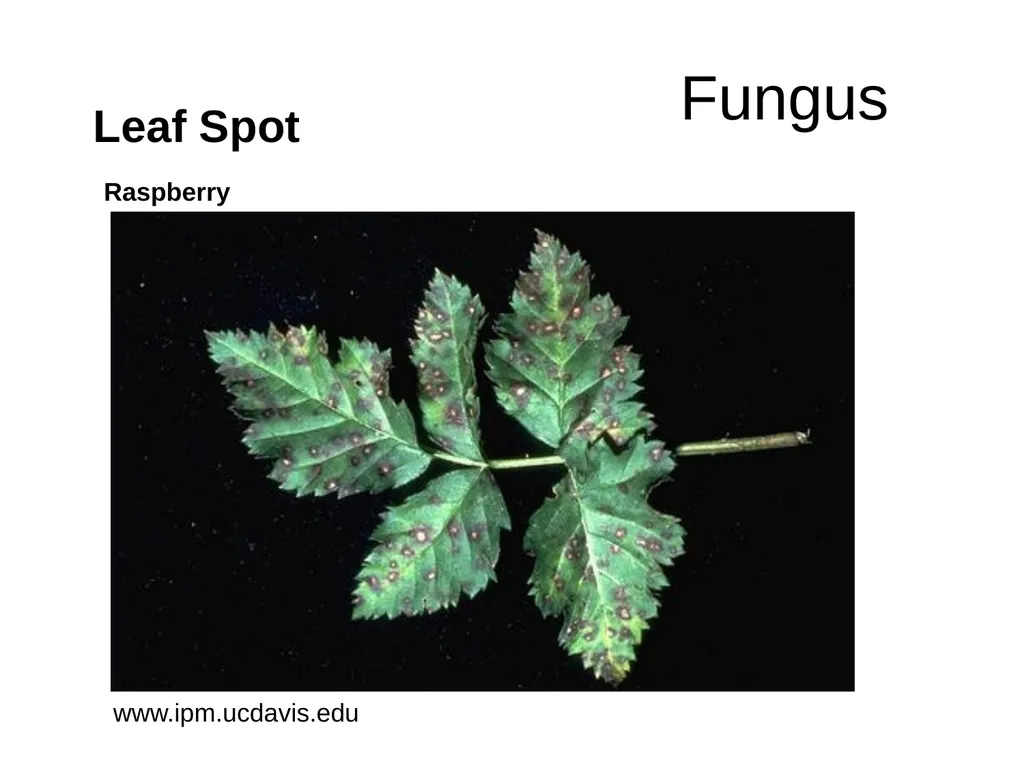 Plant Diseases Joan Young, Lyon Co. Master - slide 12 of 31