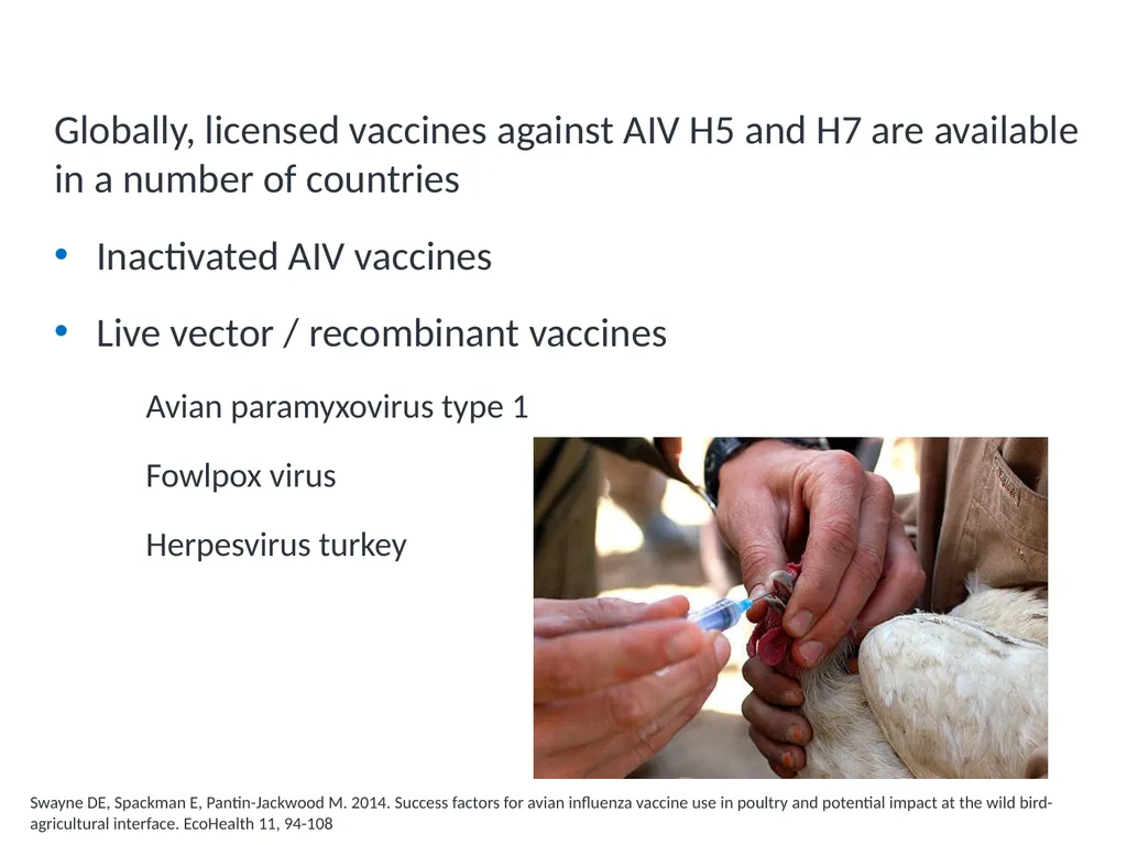 Module V6 Avian Influenza Virus Poultry Vaccines - slide 14 of 34