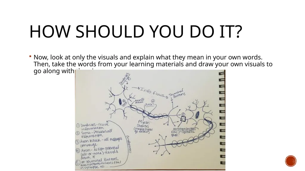 Dual Coding A method of study combining words and - slide 5 of 7