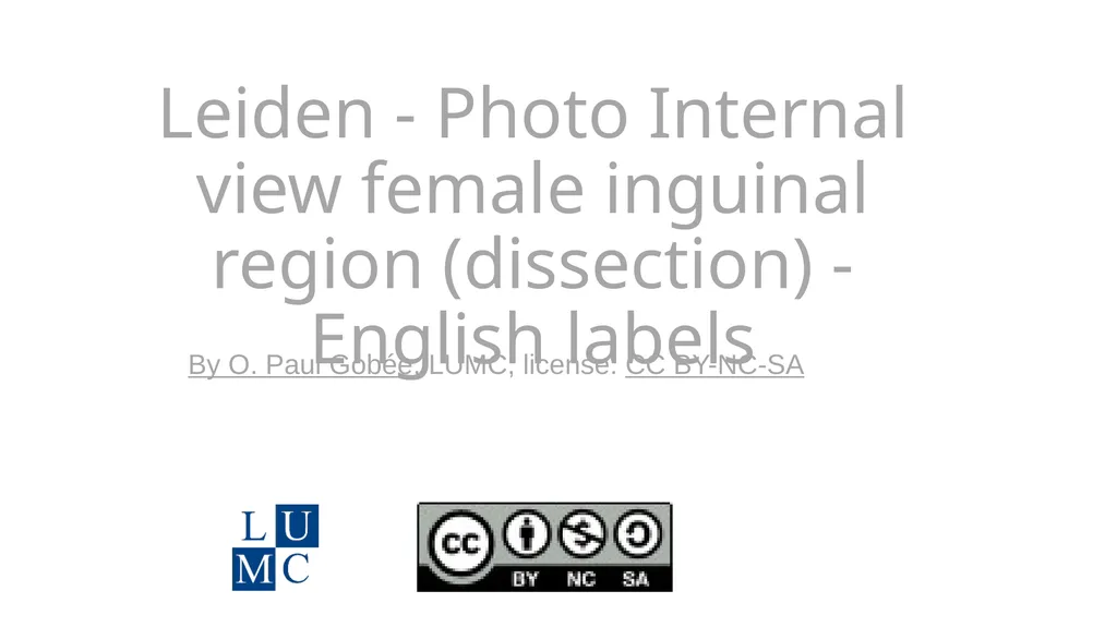 Leiden - Photo Internal view female inguinal - slide 1 of 3