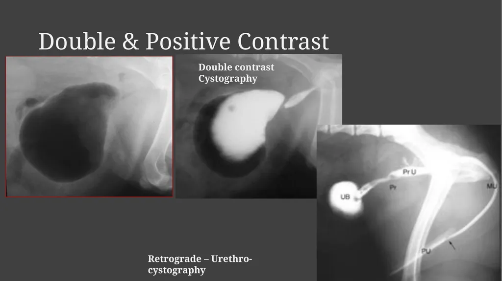 Contrast Radiography Dr. Gulshan Kumar MVSc, PhD - slide 27 of 30