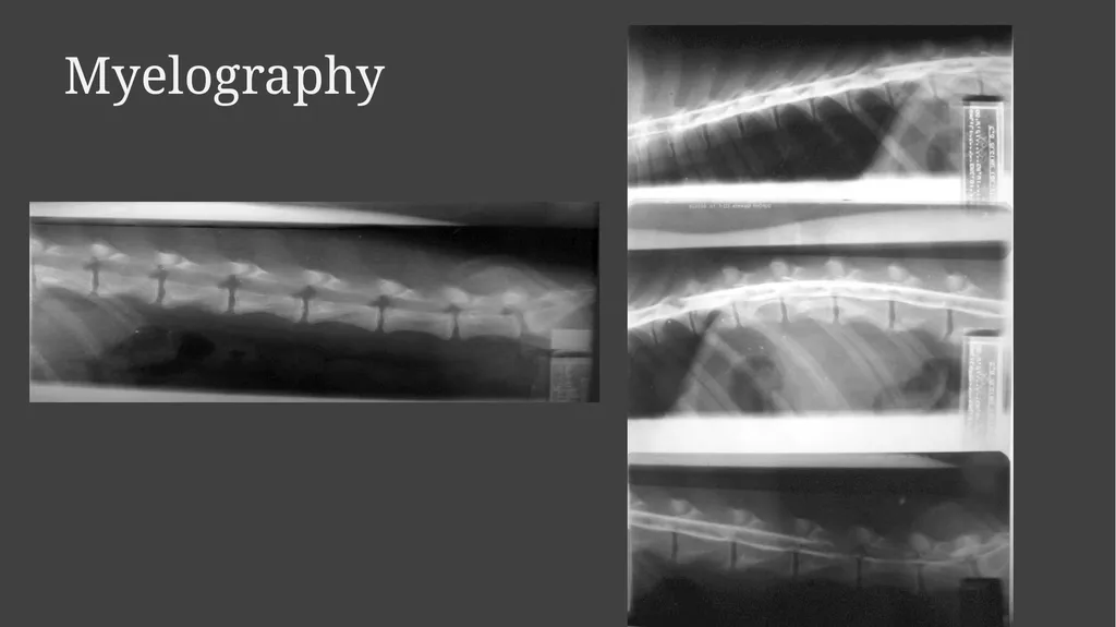 Contrast Radiography Dr. Gulshan Kumar MVSc, PhD - slide 28 of 30