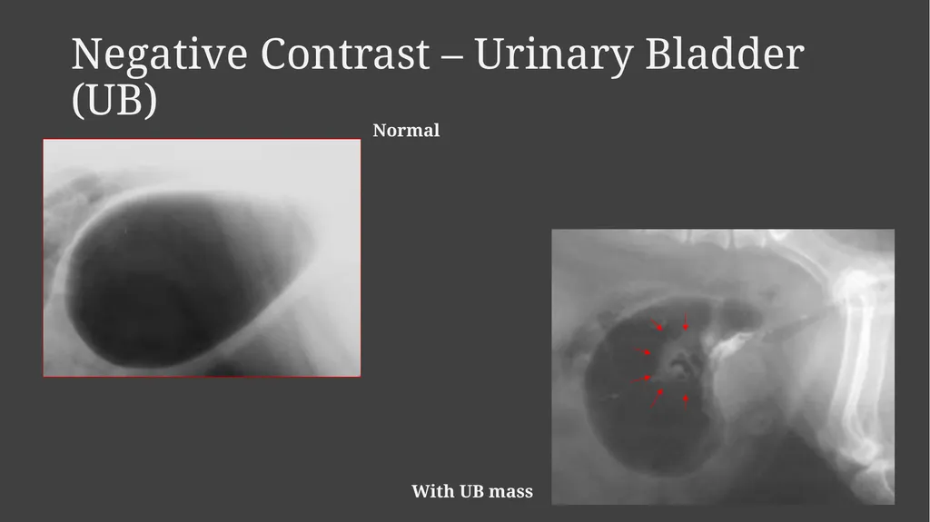 Contrast Radiography Dr. Gulshan Kumar MVSc, PhD - slide 26 of 30