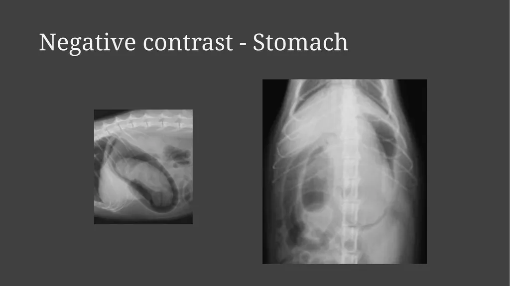 Contrast Radiography Dr. Gulshan Kumar MVSc, PhD - slide 25 of 30