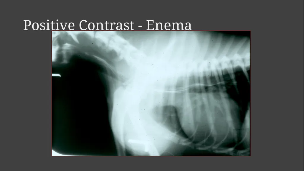 Contrast Radiography Dr. Gulshan Kumar MVSc, PhD - slide 16 of 30