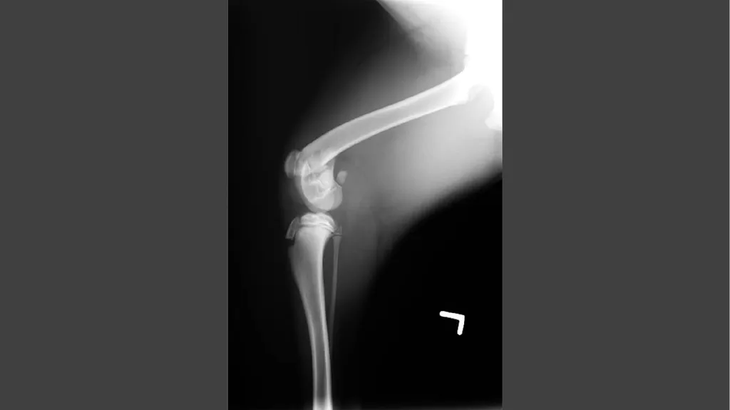 Contrast Radiography Dr. Gulshan Kumar MVSc, PhD - slide 1 of 30