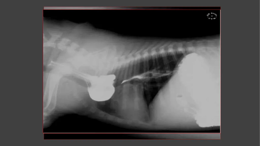 Contrast Radiography Dr. Gulshan Kumar MVSc, PhD - slide 17 of 30