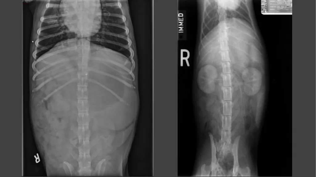 Contrast Radiography Dr. Gulshan Kumar MVSc, PhD - slide 19 of 30
