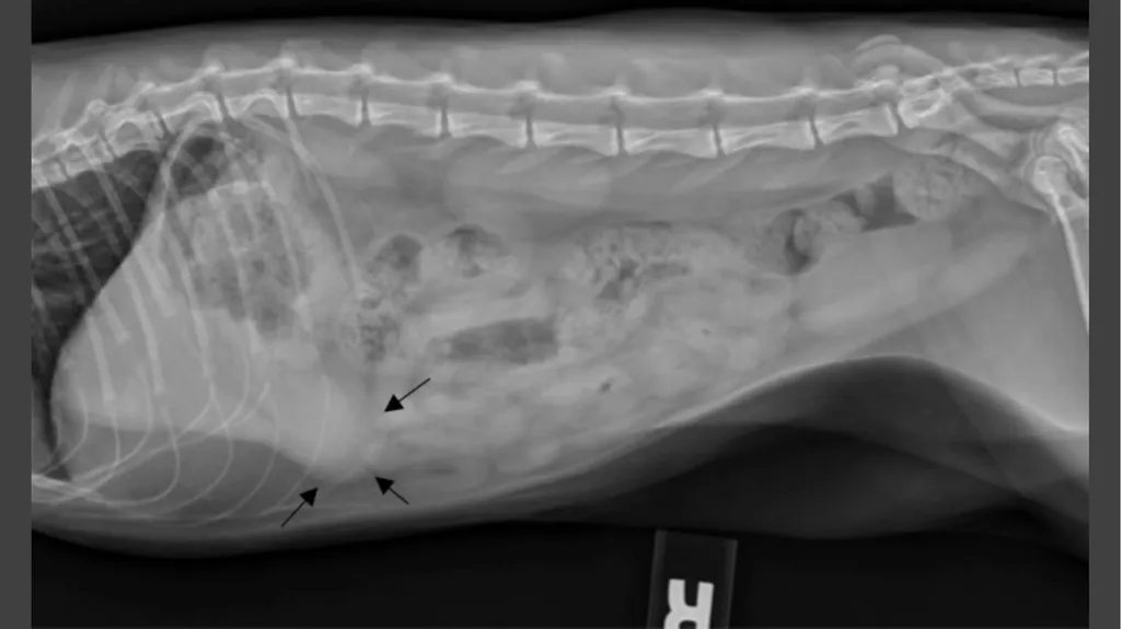 Contrast Radiography Dr. Gulshan Kumar MVSc, PhD - slide 2 of 30
