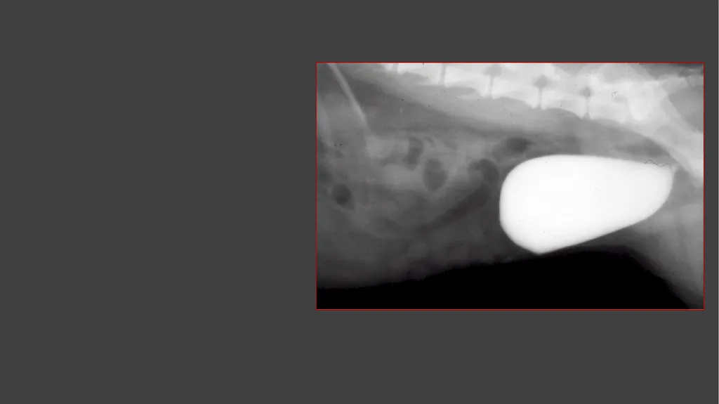 Contrast Radiography Dr. Gulshan Kumar MVSc, PhD - slide 21 of 30