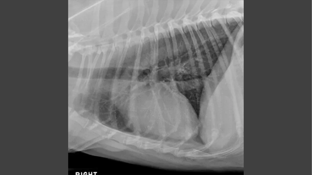 Contrast Radiography Dr. Gulshan Kumar MVSc, PhD - slide 3 of 30
