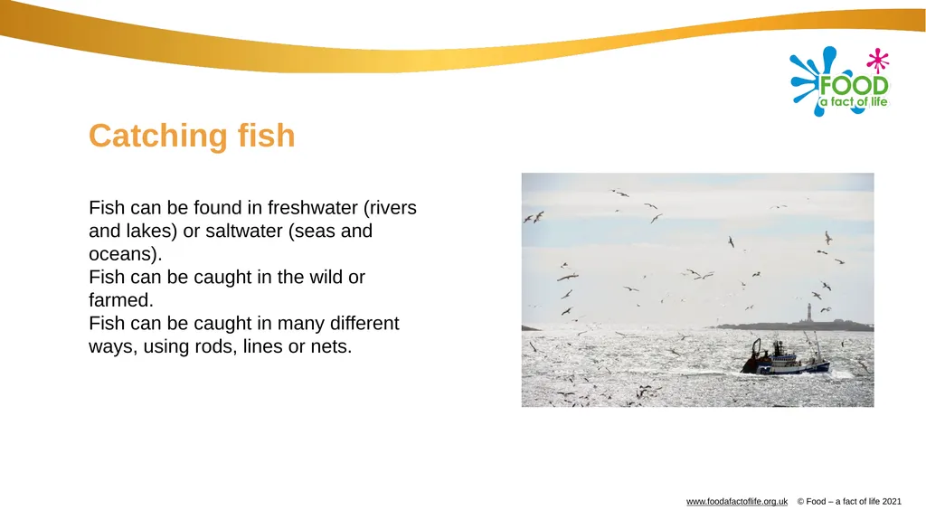 Catching and selling fish Catching fish Fish can - slide 2 of 11