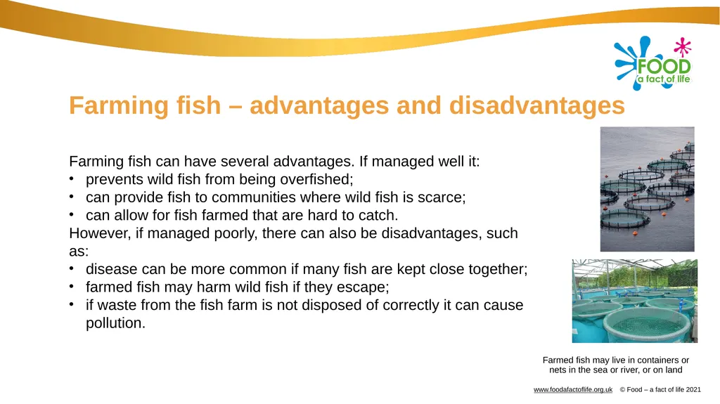 Catching and selling fish Catching fish Fish can - slide 7 of 11