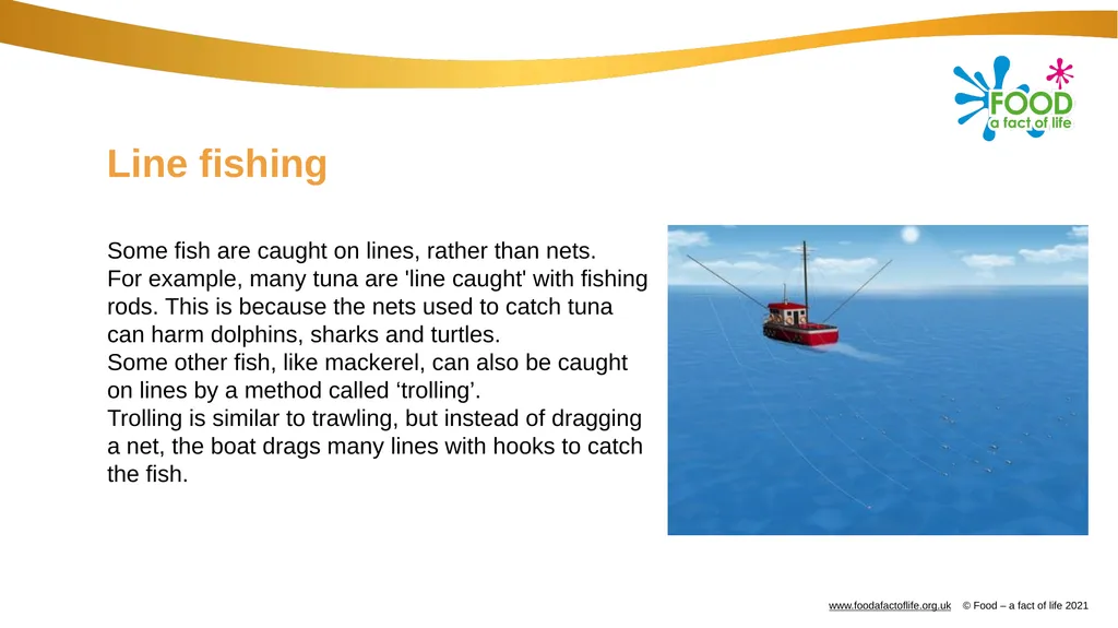 Catching and selling fish Catching fish Fish can - slide 5 of 11