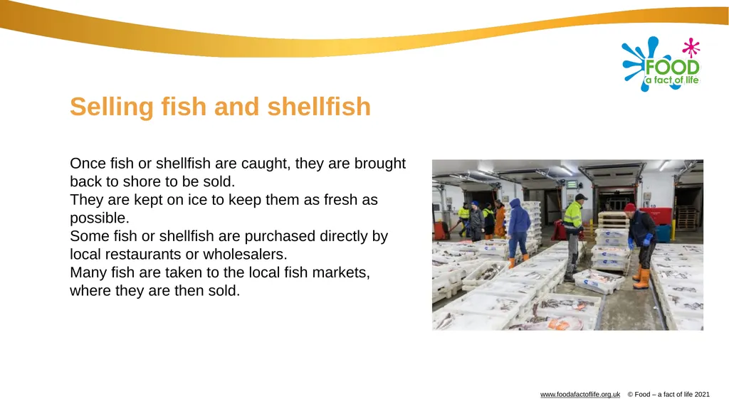 Catching and selling fish Catching fish Fish can - slide 9 of 11