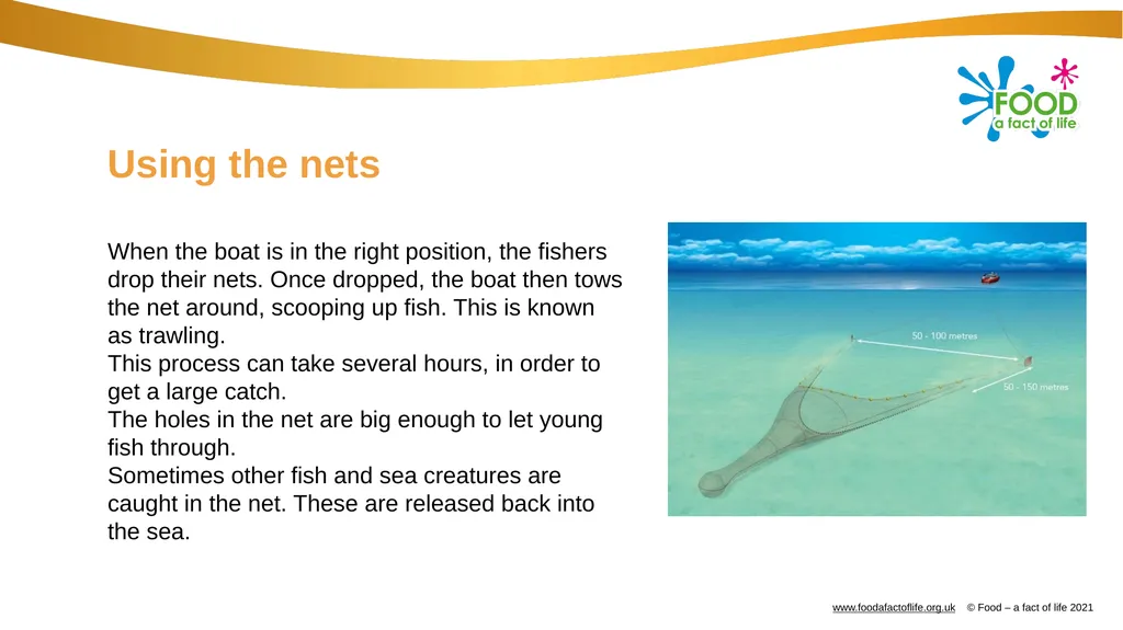 Catching and selling fish Catching fish Fish can - slide 4 of 11