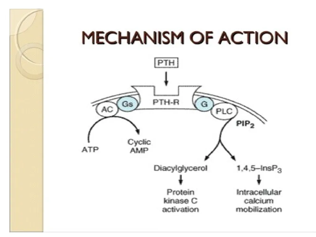 The major function of the parathyroid glands is to - slide 13 of 18