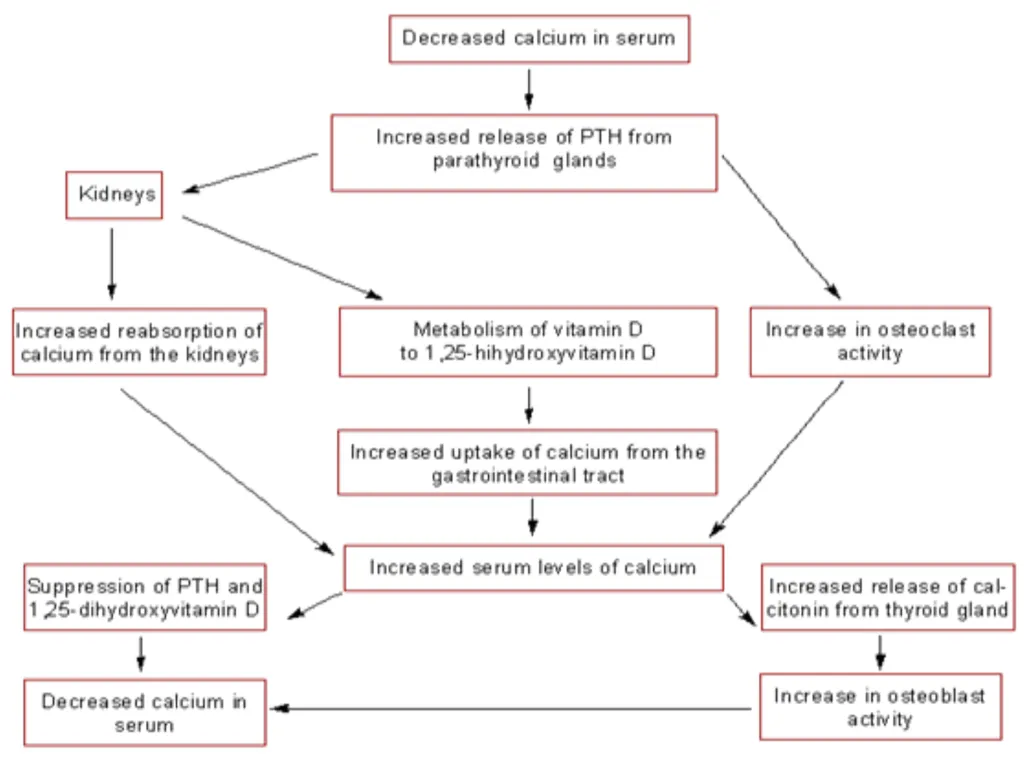 The major function of the parathyroid glands is to - slide 14 of 18