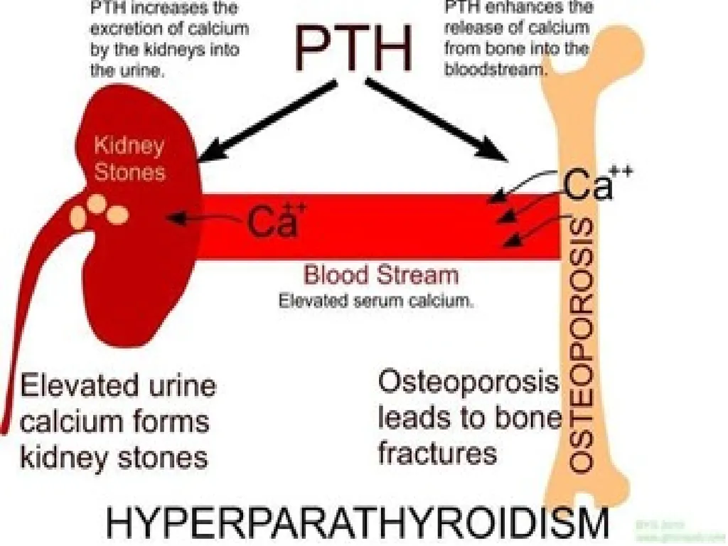 The major function of the parathyroid glands is to - slide 16 of 18