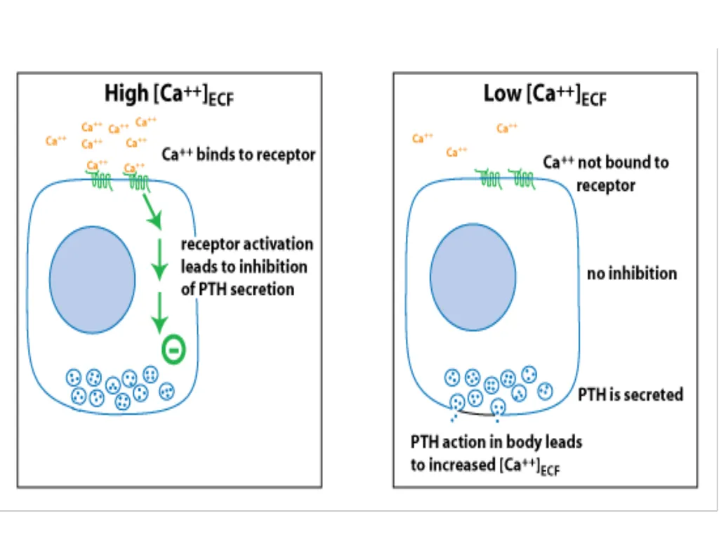 The major function of the parathyroid glands is to - slide 6 of 18