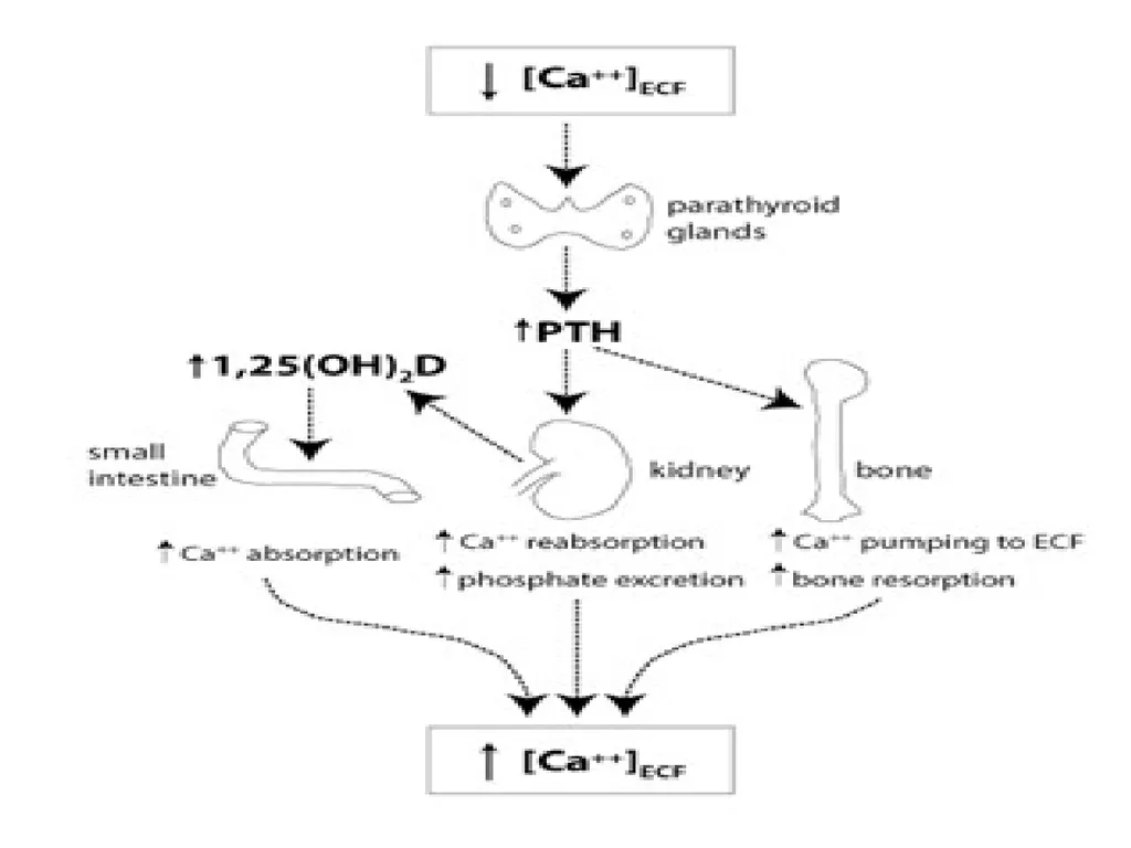 The major function of the parathyroid glands is to - slide 7 of 18