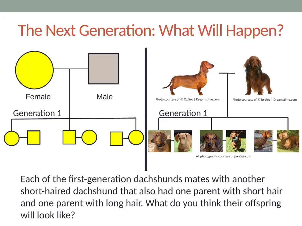 GENETICS Lesson 2a Can Certain Traits Disappear in - slide 9 of 15