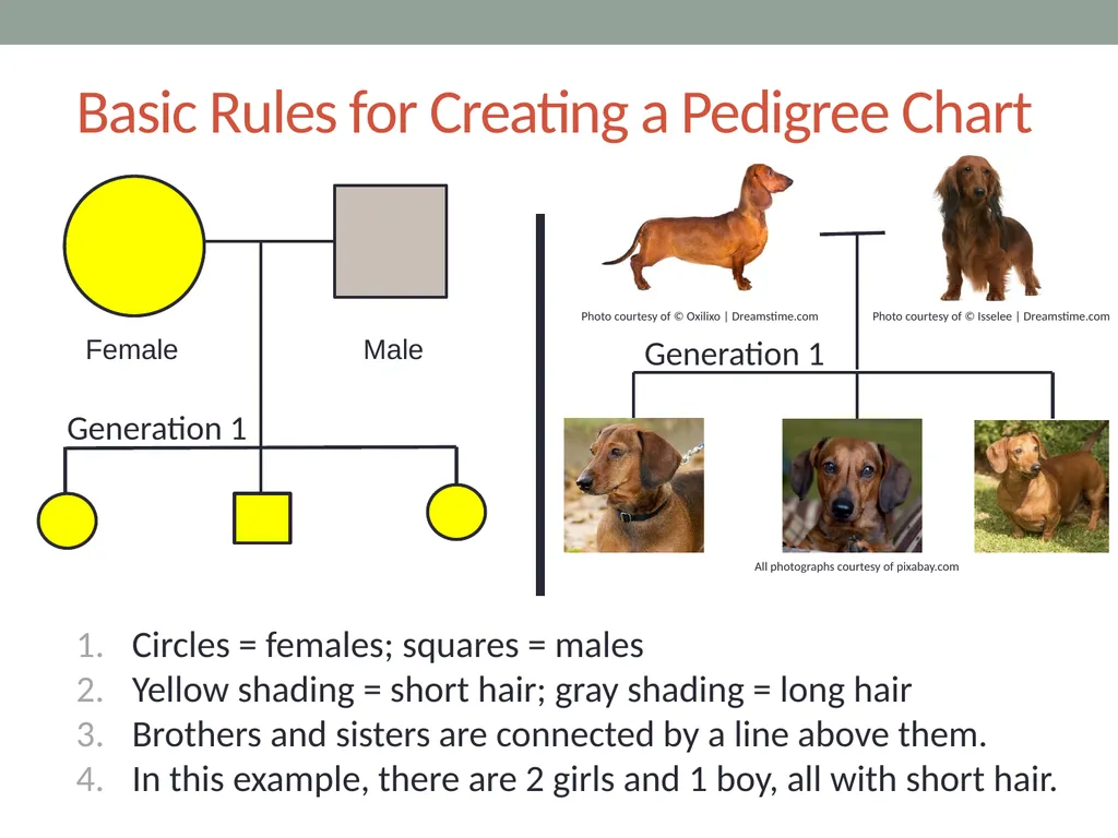 GENETICS Lesson 2a Can Certain Traits Disappear in - slide 8 of 15