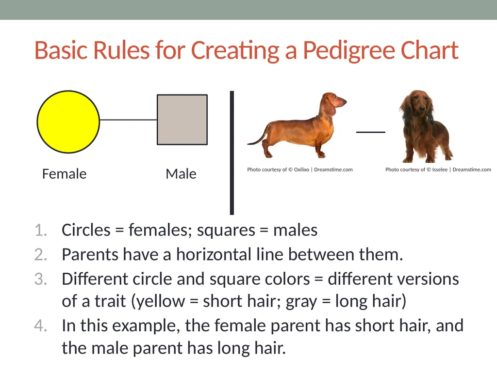 GENETICS Lesson 2a Can Certain Traits Disappear in - slide 7 of 15