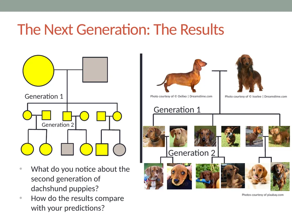 GENETICS Lesson 2a Can Certain Traits Disappear in - slide 10 of 15