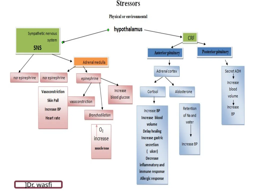 Pathophysiology Dr.Wasfi Dhahir Abid Ali - slide 11 of 11