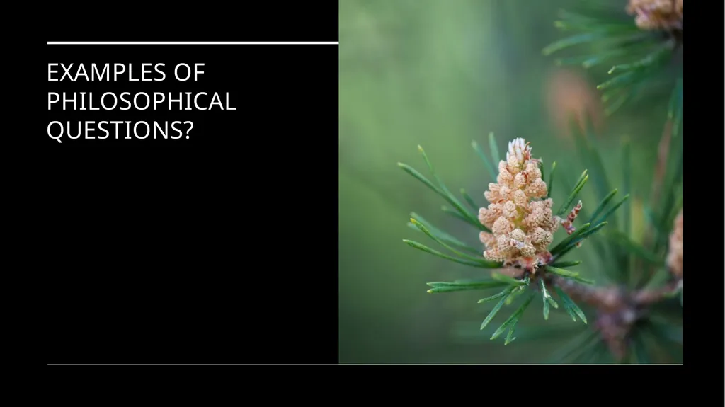 Environmental Ethics: The Central Issues Gregory - slide 13 of 75